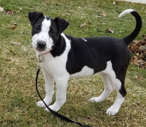 Tr Litter Riesling - ADOPTED 03.02.18