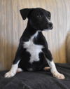 Tr Litter Chianti - ADOPTED 02.19.18