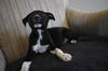 Tr Litter Chianti - ADOPTED 02.19.18