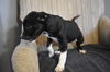 Tr Litter Chianti - ADOPTED 02.19.18