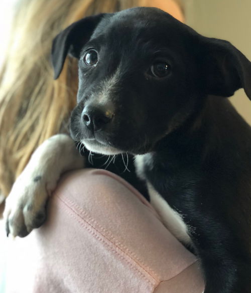 Tr Litter Chianti - ADOPTED 02.19.18
