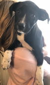 Tr Litter Chianti - ADOPTED 02.19.18