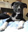 Tr Litter Chianti - ADOPTED 02.19.18