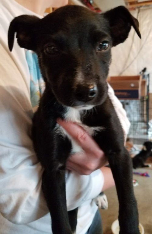 Tr Litter Meritage - ADOPTED 03.17.18