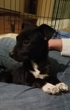 Tr Litter Meritage - ADOPTED 03.17.18
