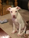 Sr Litter - Lillypad - ADOPTED 03.04.18