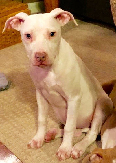 Sr Litter - Lillypad - ADOPTED 03.04.18