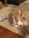 Sr Litter - Robin - ADOPTED 05.13.18