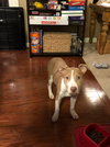 Sr Litter - Robin - ADOPTED 05.13.18