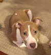 Sr Litter - Robin - ADOPTED 05.13.18