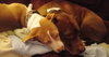 Sr Litter - Robin - ADOPTED 05.13.18