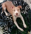 Sr Litter - Robin - ADOPTED 05.13.18