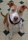 Sr Litter - Robin - ADOPTED 05.13.18