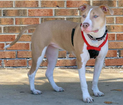 Sr Litter - Robin - ADOPTED 05.13.18