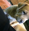 Mink - Ur Litter - ADOPTED 02.15.19