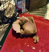 Mink - Ur Litter - ADOPTED 02.15.19