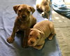 Mink - Ur Litter - ADOPTED 02.15.19