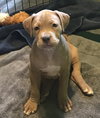 Mink - Ur Litter - ADOPTED 02.15.19