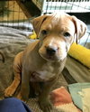 Mink - Ur Litter - ADOPTED 02.15.19