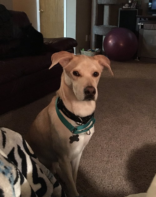 Cory - ADOPTED 04.06.18