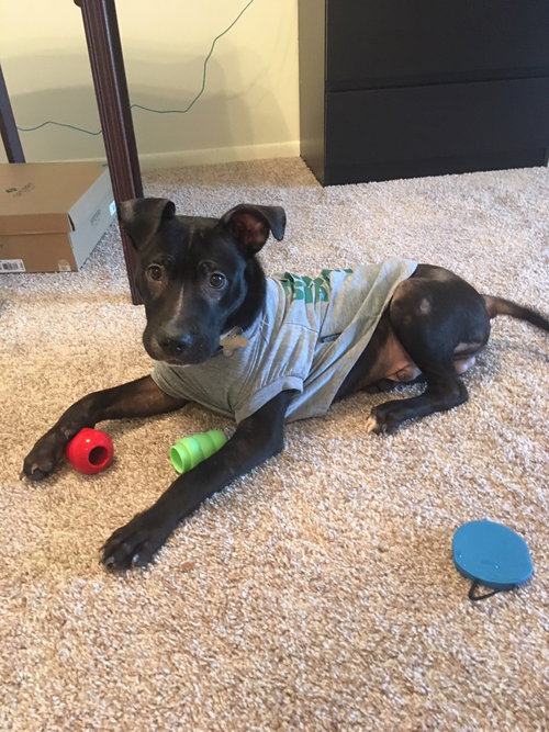 Cosmo - ADOPTED 02.16.18