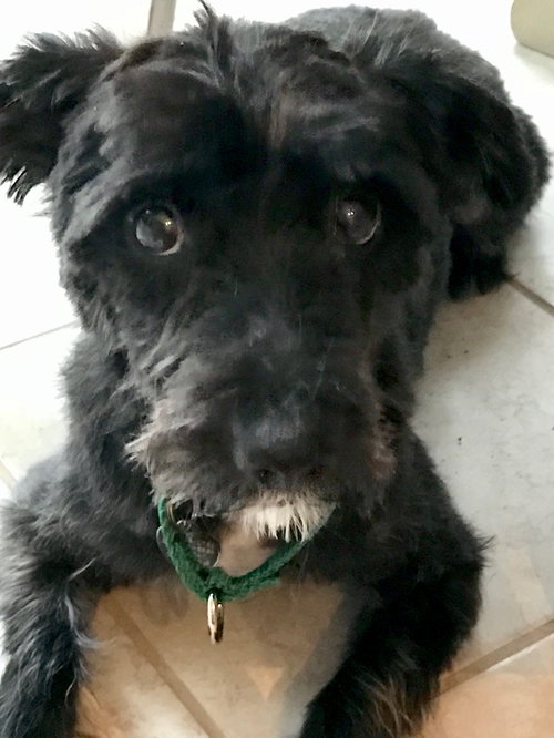 Ruggles - ADOPTED 03.03.18