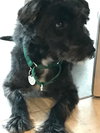 Ruggles - ADOPTED 03.03.18