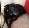 Miss Junior - ADOPTED 02.18.18