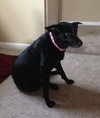 Miss Junior - ADOPTED 02.18.18