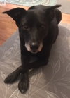 Miss Junior - ADOPTED 02.18.18