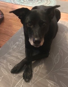 Miss Junior - ADOPTED 02.18.18