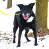 Miss Junior - ADOPTED 02.18.18