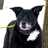 Miss Junior - ADOPTED 02.18.18
