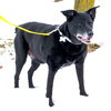 Miss Junior - ADOPTED 02.18.18