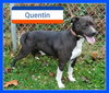 Quentin - ADOPTED 06.09.19