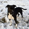 Quentin - ADOPTED 06.09.19