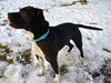 Quentin - ADOPTED 06.09.19