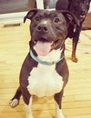 Quentin - ADOPTED 06.09.19