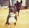 Quentin - ADOPTED 06.09.19