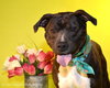 Quentin - ADOPTED 06.09.19