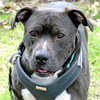 Quentin - ADOPTED 06.09.19