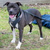 Quentin - ADOPTED 06.09.19