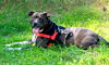 Quentin - ADOPTED 06.09.19