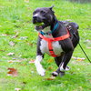 Quentin - ADOPTED 06.09.19