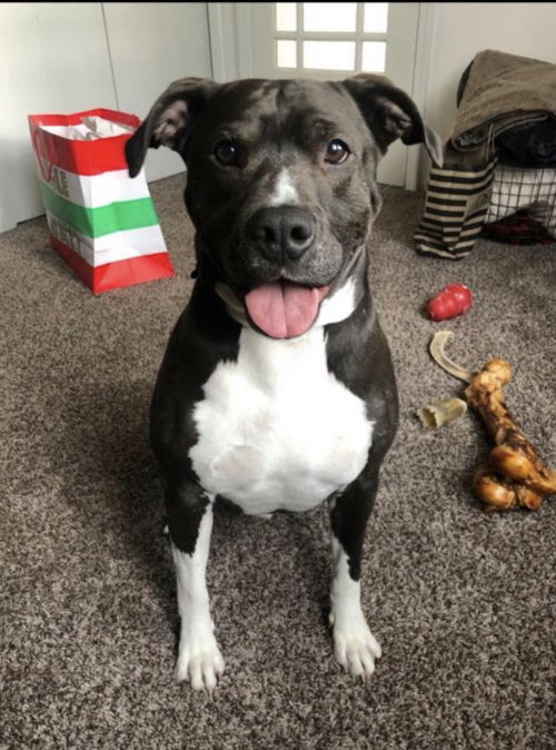 Quentin - ADOPTED 06.09.19