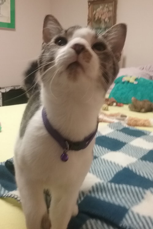 Clark - ADOPTED 04.12.18