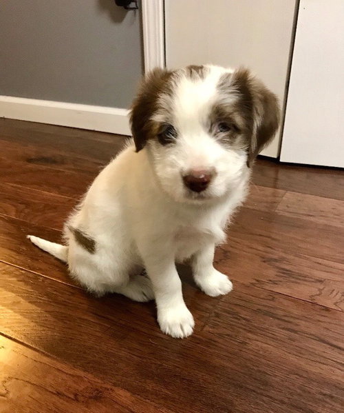 Wr Litter Addison - ADOPTED 04.02.18