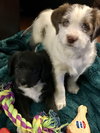Wr Litter Addison - ADOPTED 04.02.18