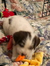 Wr Litter Addison - ADOPTED 04.02.18