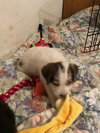 Wr Litter Addison - ADOPTED 04.02.18